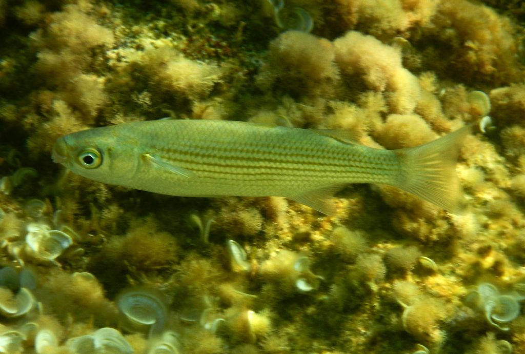 Oedalechilus labeo da Calvi (Francia)